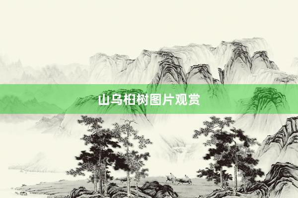 山乌桕树图片观赏